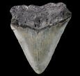 Bargain, Megalodon Tooth - North Carolina #80869-2